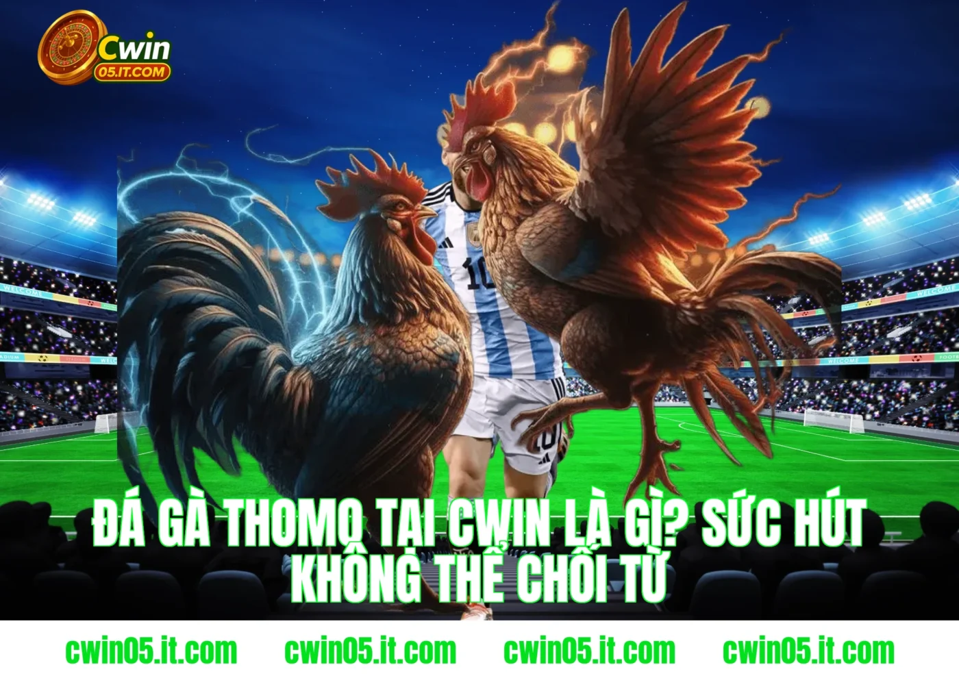 Đá gà thomo tại Cwin là gì? Sức hút không thể chối từ