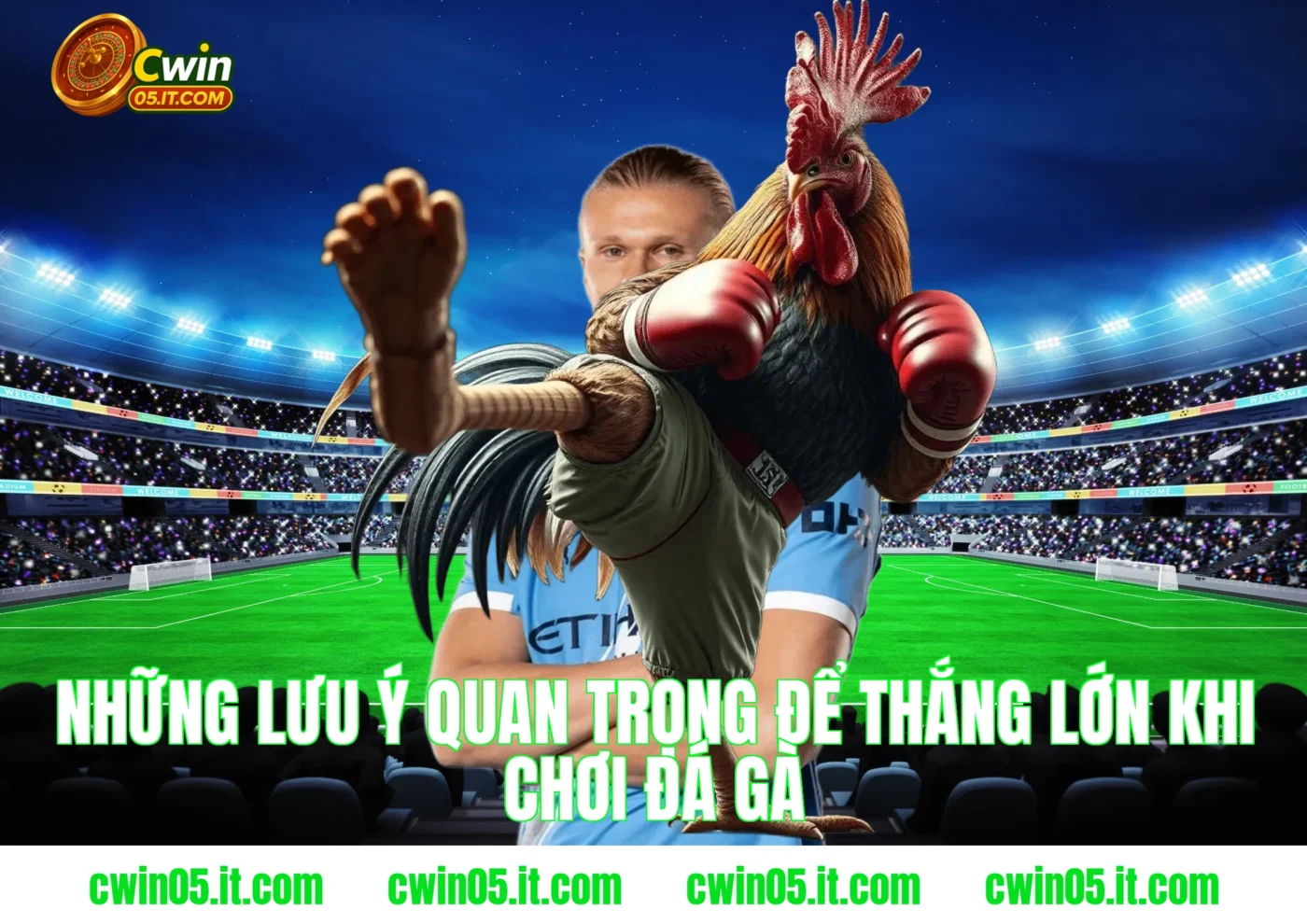 Những lưu ý quan trọng để thắng lớn khi chơi đá gà