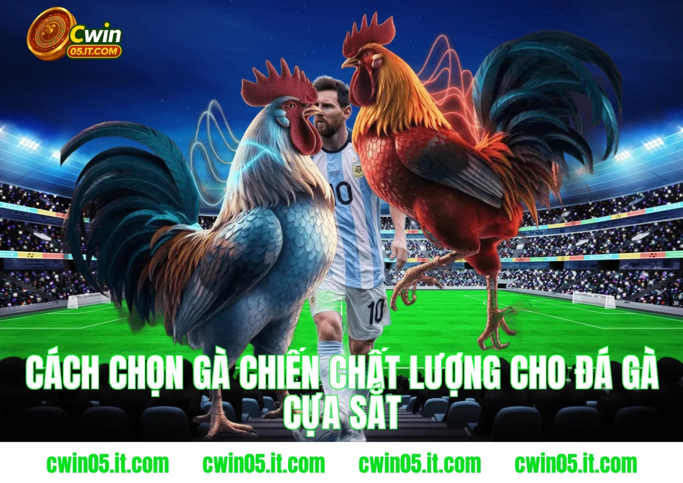 Cách chọn gà chiến chất lượng cho đá gà cựa sắt