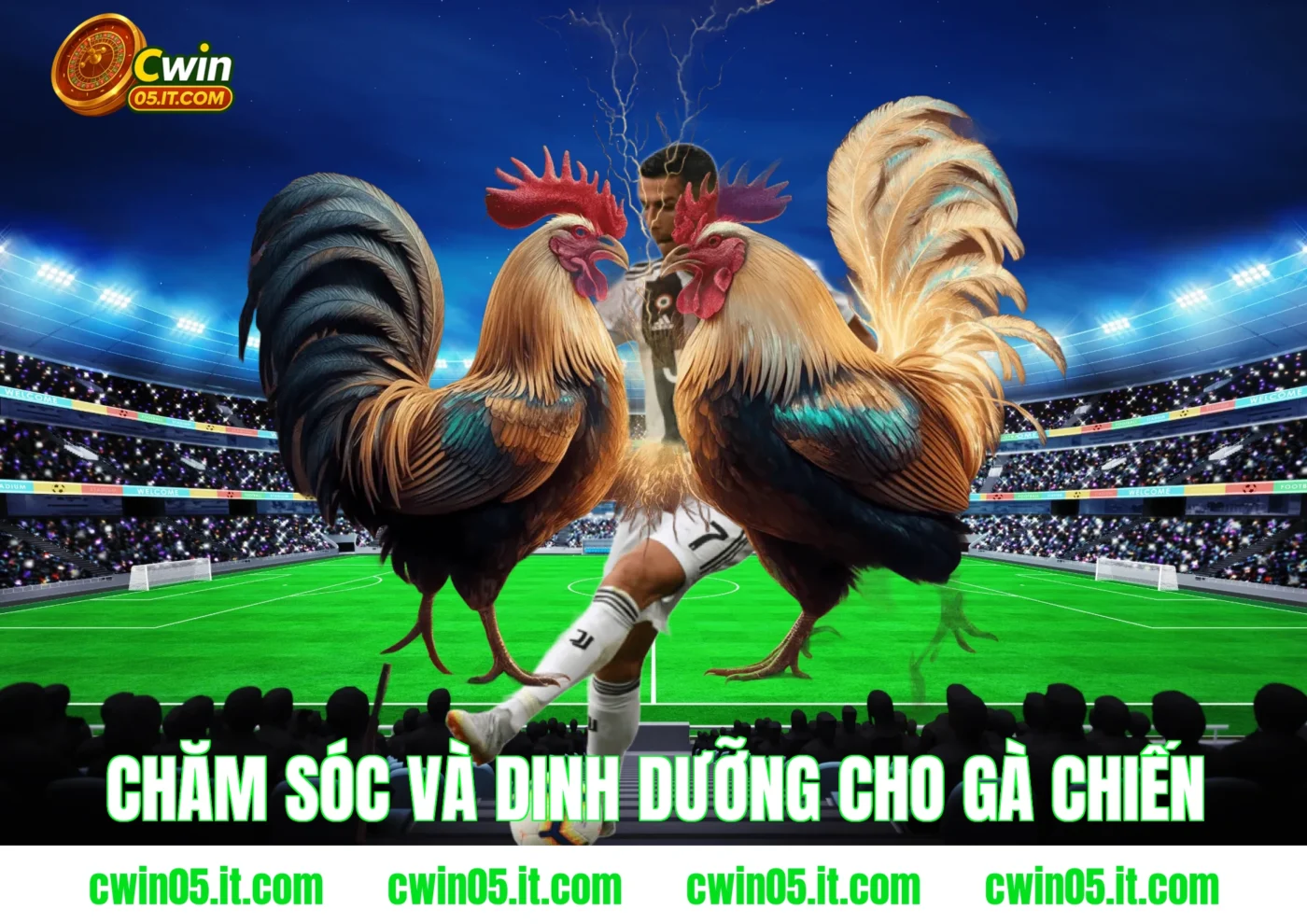 Chăm sóc và dinh dưỡng cho gà chiến